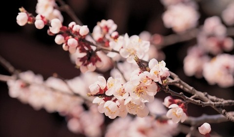 20130404053921_1_1