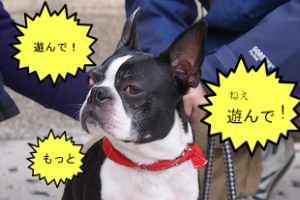 BlogPaint