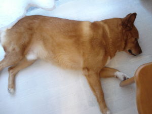DSC09485
