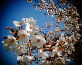 20090403 056