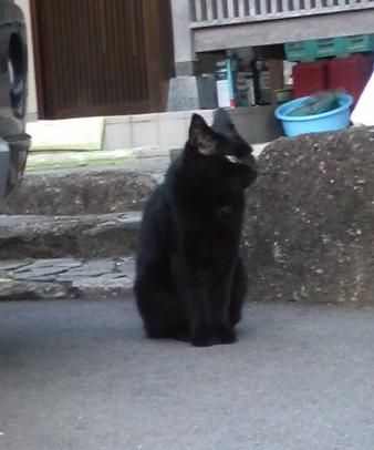 neko