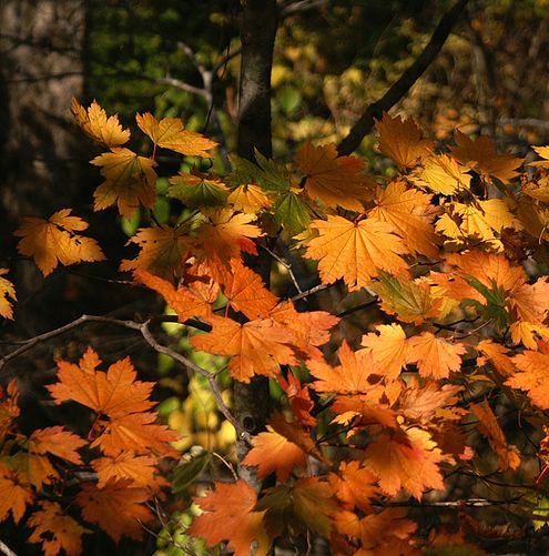 十二湖の紅葉