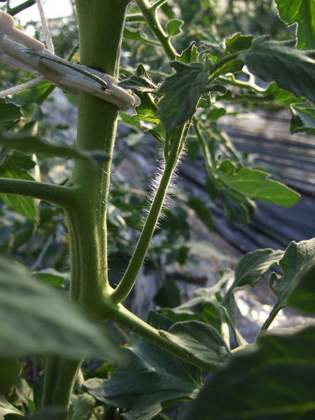 トマトの脇芽かき 有機栽培で産地直送 わたなべ農園の健康野菜ブログ