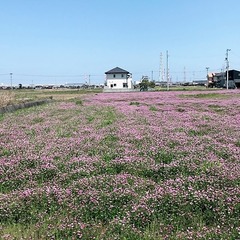 レンゲソウ 四国神さん (2)