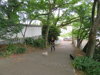 松山城 犬 リフト 4