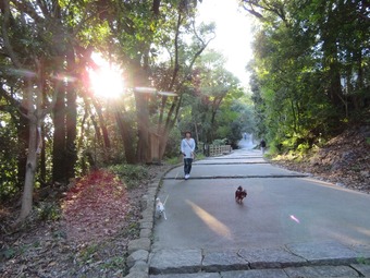 松山城 犬22