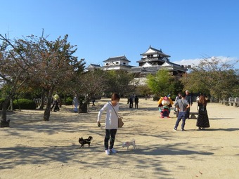 松山城 犬6