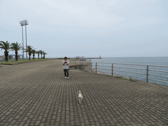 anigif