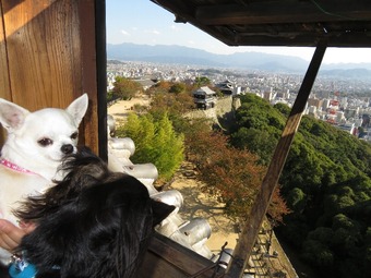 松山城 犬12