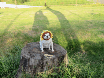 anigif