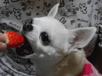 anigif