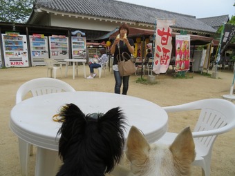 松山城 犬 リフト 6