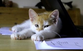 cat-3599255_960_720