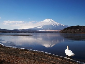 富士に白鳥