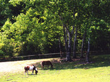 bcf31e5b.jpg