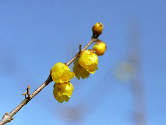 hana6