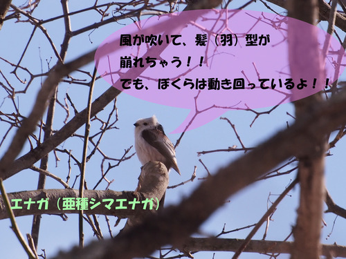 シマエナガ