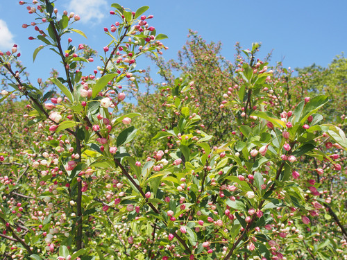 P5263393