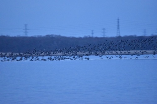 gooses0168