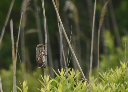ノビタキ幼鳥DSC_0100s