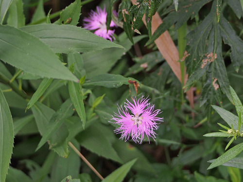 P8215022