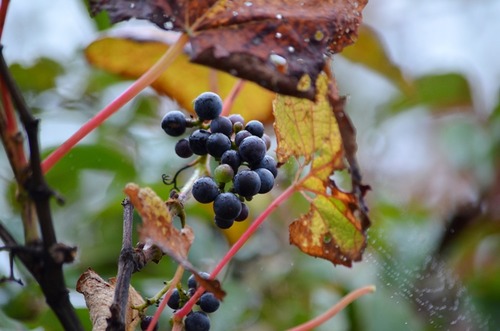DSC_0009