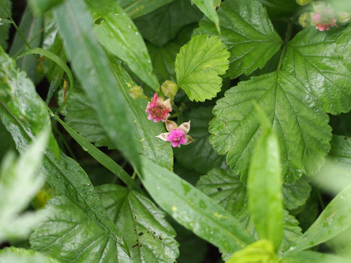 P7039346