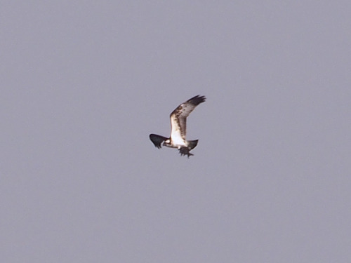P4040616t