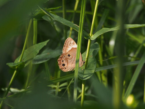 P7254130