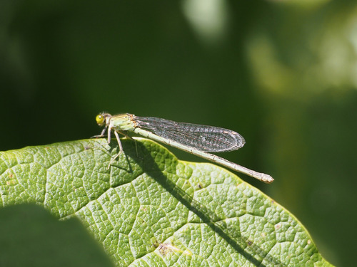 sesujiito♀
