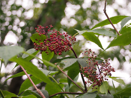 P7109710