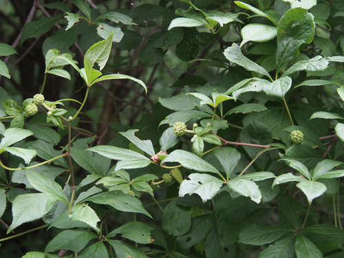 P8074550