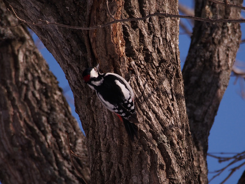 P2073833
