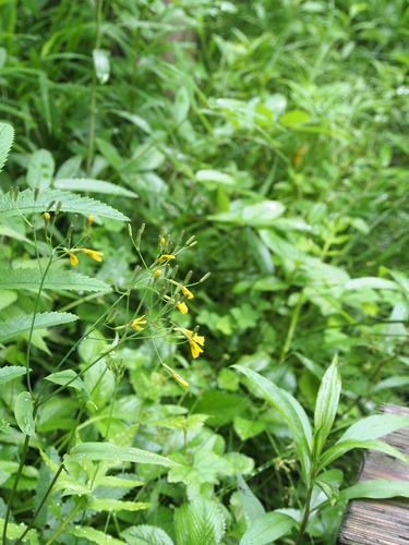 P7033787
