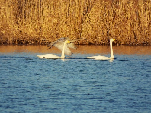 20151112swan