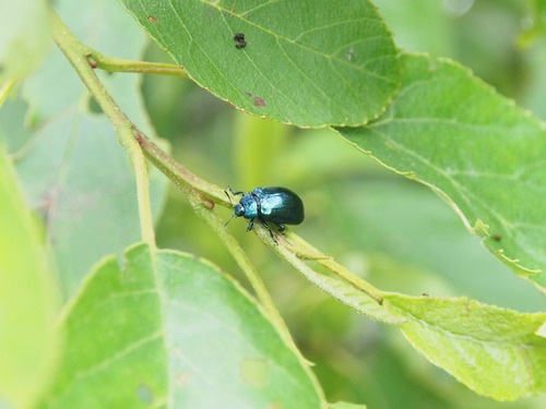 P7033818