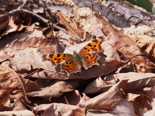 P4106633