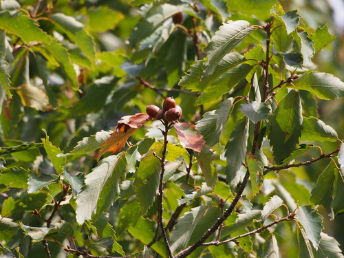 PA032833