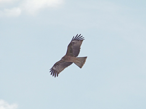 P1087832
