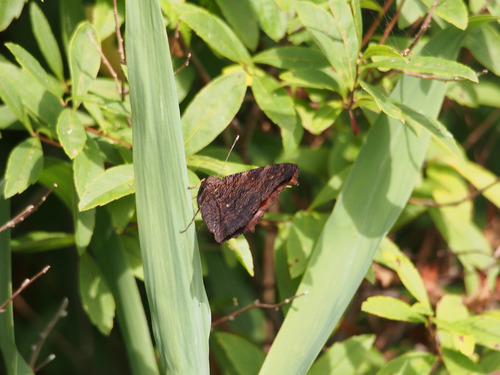 P7254091