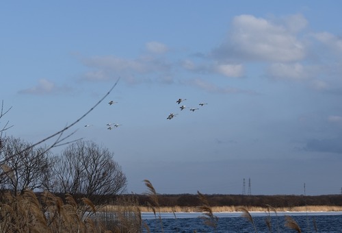 swanDSC_0937