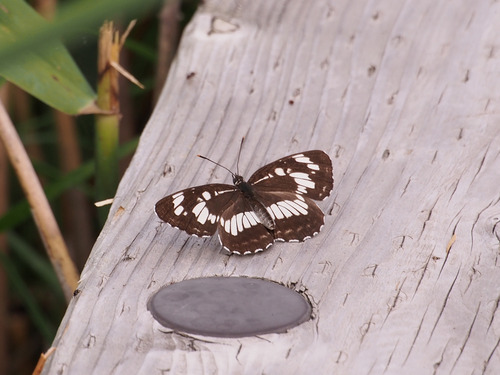 P7254077