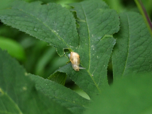 P7043047