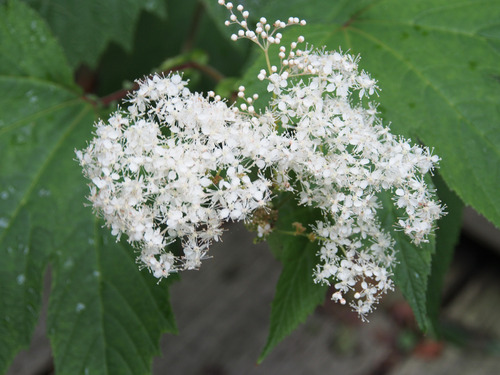 P7103955