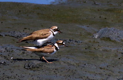 コチドリ_170528_東京港野鳥公園_青木撮影_20170528193528_trim