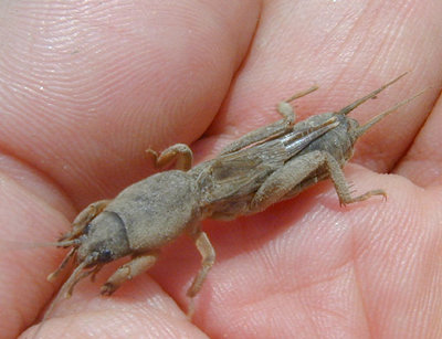 okera
