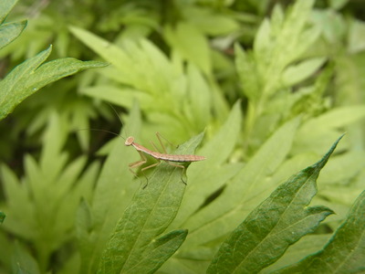 ちびカマキリ