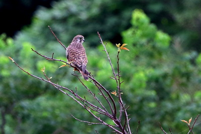 チョウゲンボウ_170916_東京港野鳥公園_恩田撮影_MG_6484_trim