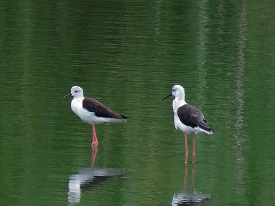 セイタカシギ_180807_東京港野鳥公園_古沢撮影_IMG_1791_trim