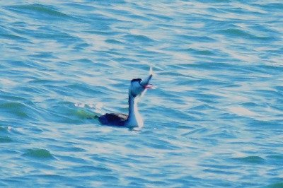 181214_カンムリカイツブリ_前浜_古沢撮影